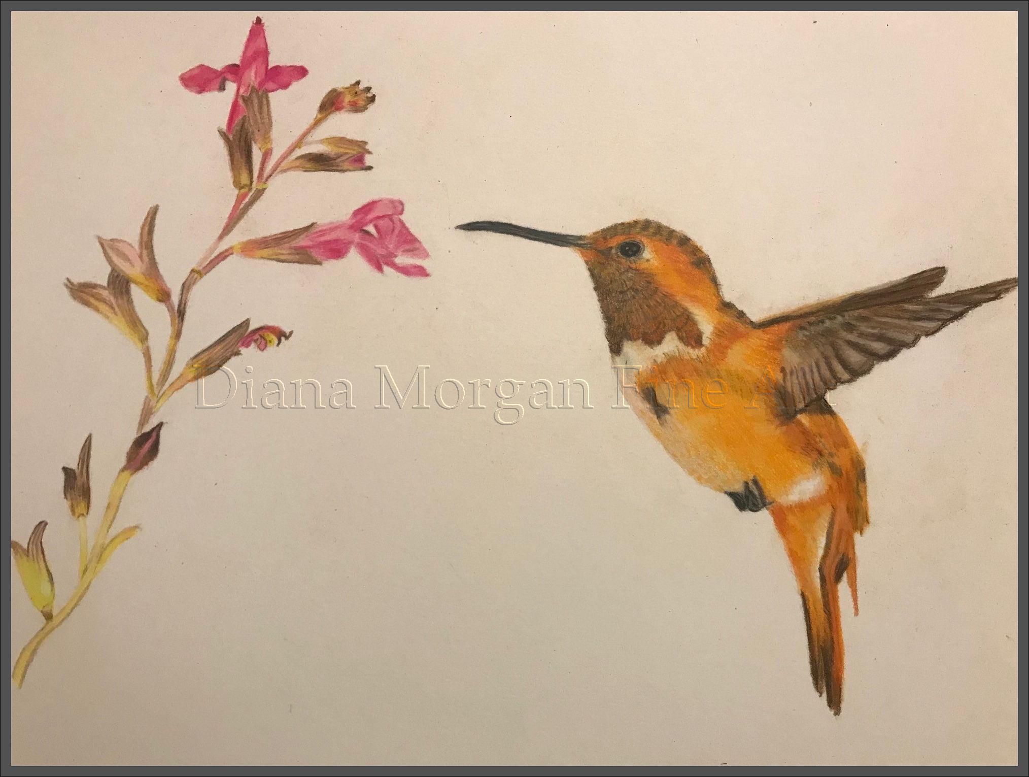 Hummingbird in Flight